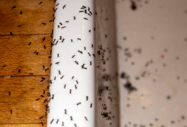 Best Spider Control Near Me  in Natchitoches, LA